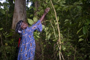 (A women harvests leaves from Gnetum (okok) in village of Minwoho, Ewodioula, Cameroon. Credit: Ollivier Girard for CIFOR)